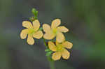 Hairy St. Johnswort